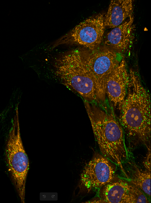 Fluorescence microscopy — olfactory neurosphere-derived cells